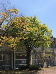 キャンパスの緑-4